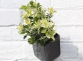 Large Off the Wall Planter