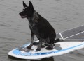 Pup Deck SUP Traction Pad