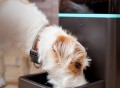 Petnet Automatic Pet Feeder