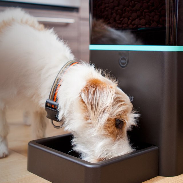 petnet automatic feeder petnet automatic feeder