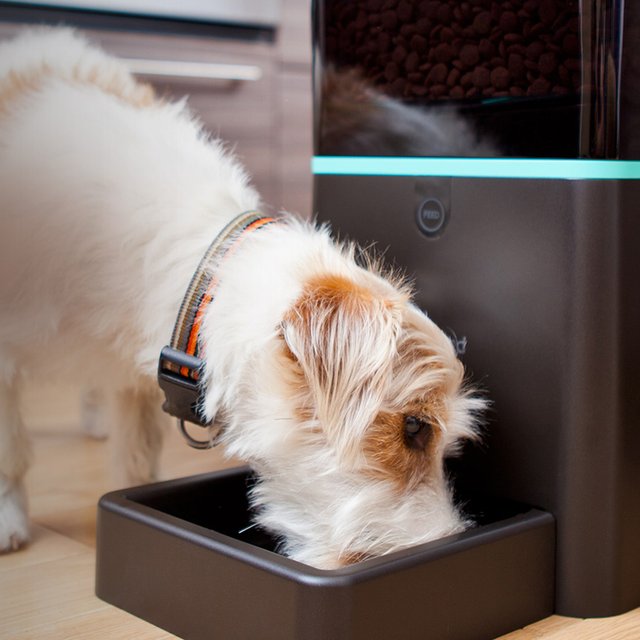 Petnet Automatic Pet Feeder