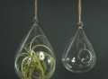 Hanging Terrariums