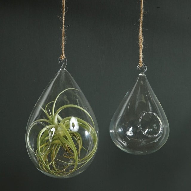 Hanging Terrariums