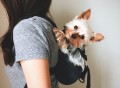 Dog Carrier by Ruffit