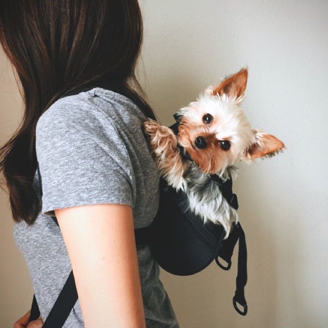 Dog Carrier by Ruffit