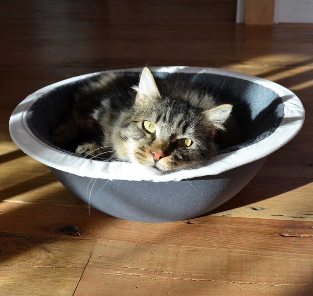 Nest Cat Bed