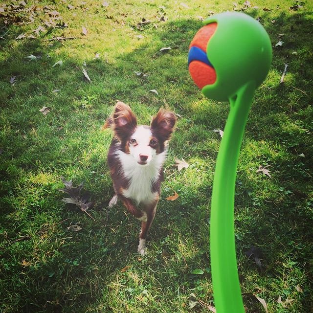 Chuckit! Ball Launcher