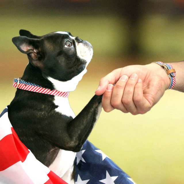 The Presidential Dog Collar