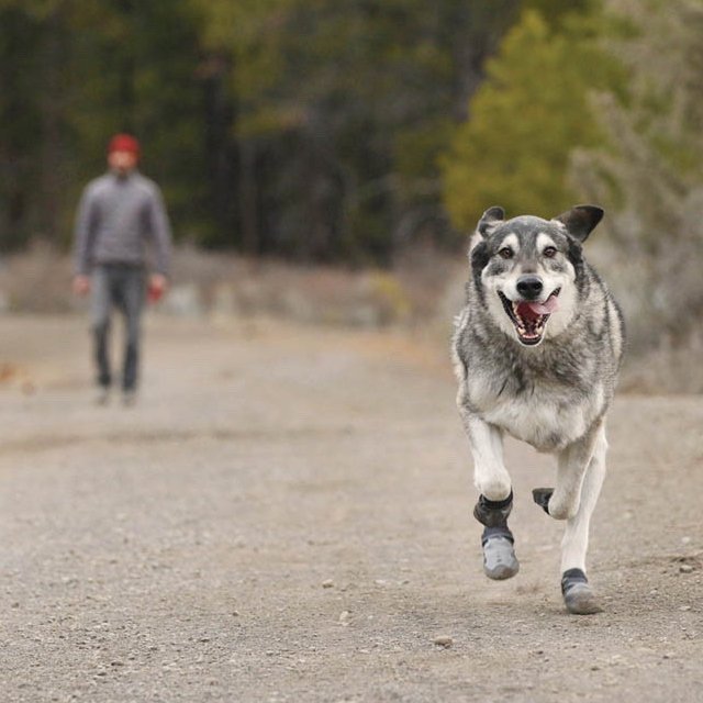 Ruffwear Summit Trex Boots