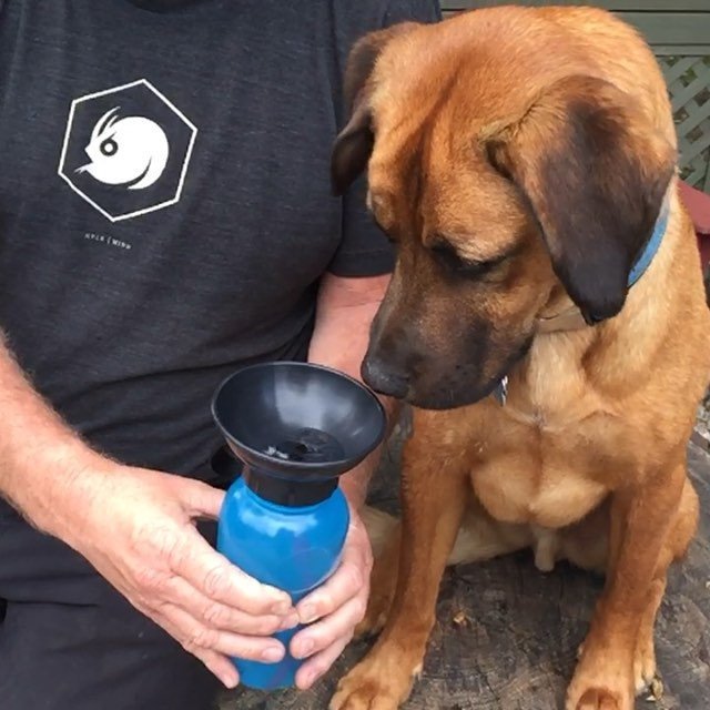 AutoDogMug Dog Water Bottle Bowl