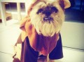 Ewok Dog Costume