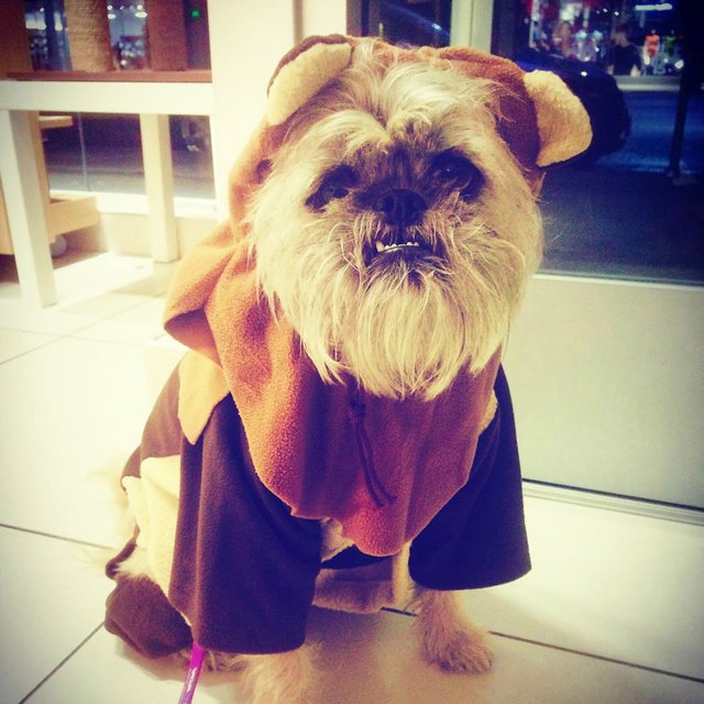 Ewok Dog Costume