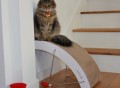 Hi-Lo Cat Scratching Post