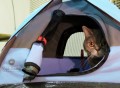 Cat Camp Tent