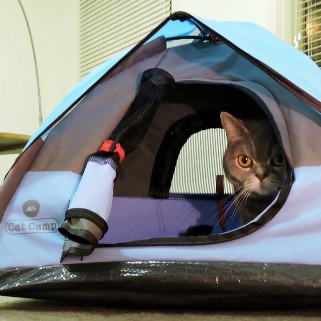 Cat Camp Tent