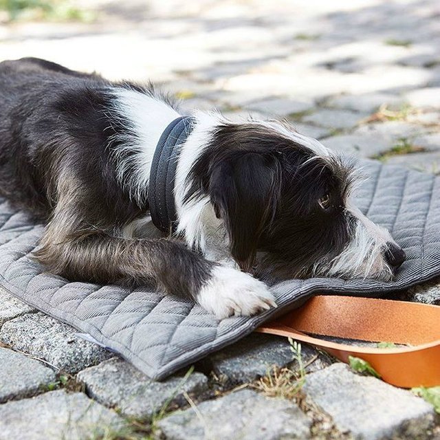Cosmo Travel Dog Bed
