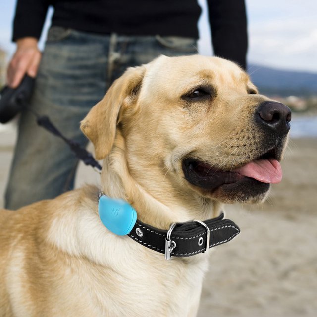 Hachiko Smart Dog Sensor