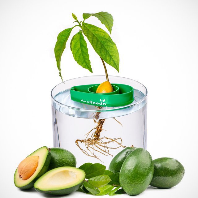 AvoSeedo Avocado Tree Growing Kit