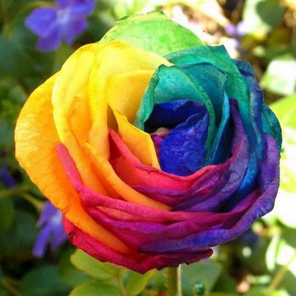 Rainbow Rose Seeds