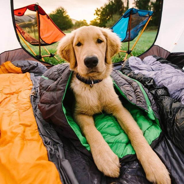 Highlands Dog Sleeping Bag