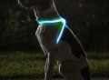 Noxgear LightHound Illuminated Dog Vest