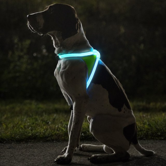 Noxgear LightHound Illuminated Dog Vest