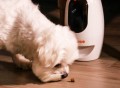 Pawbo Wi-Fi Pet Cam & Treat Dispenser
