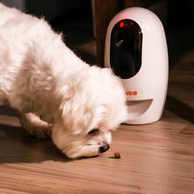 Pawbo Wi-Fi Pet Cam & Treat Dispenser