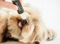 Dog Paw & Nose Moisturizer