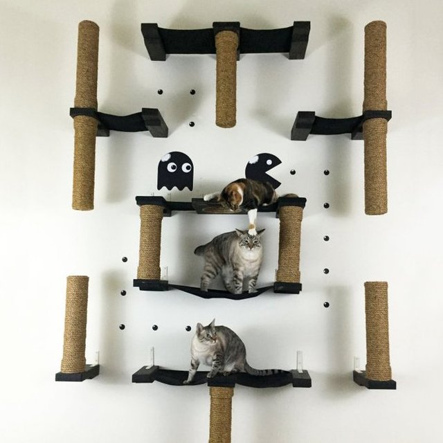 PacMan Cat Complex