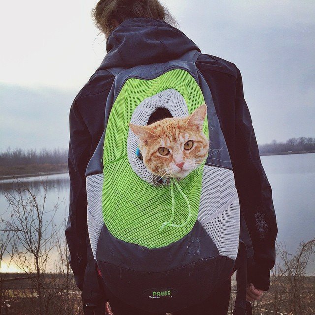 Wacky Paws Pet Backpack
