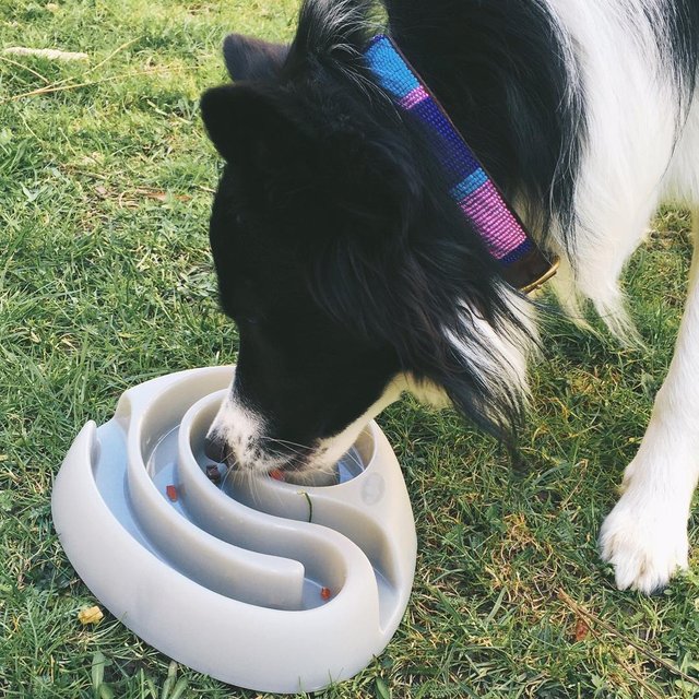 DogMaze Food Bowl