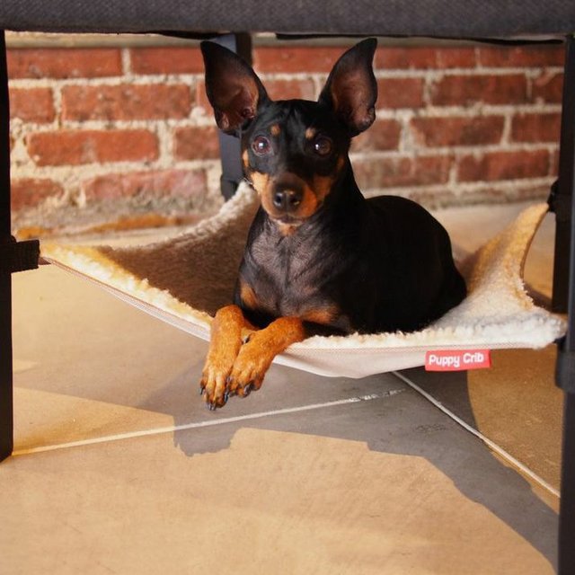 Puppy Crib Hammock