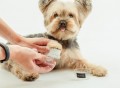 Paw Or Face Brush by Dog Fashion Spa