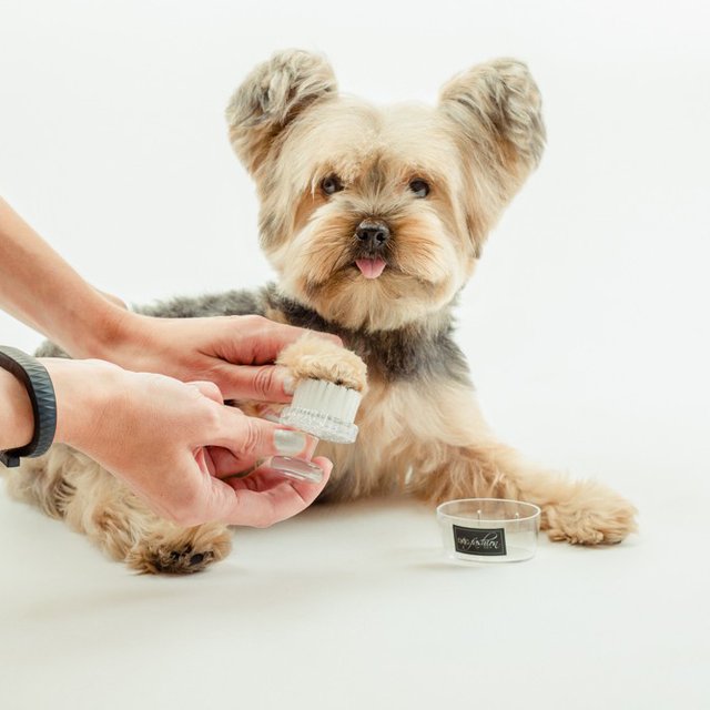 Paw Or Face Brush by Dog Fashion Spa