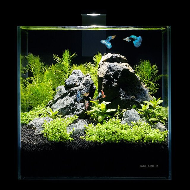 Desktop Pico Aquarium Set