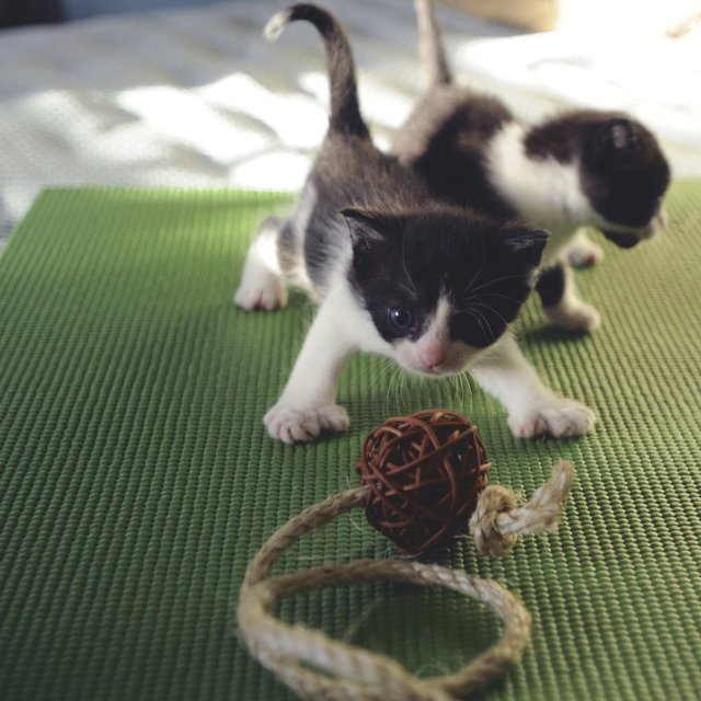 Feline Yoga Mat