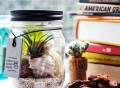 Glass Jar Terrarium Kit