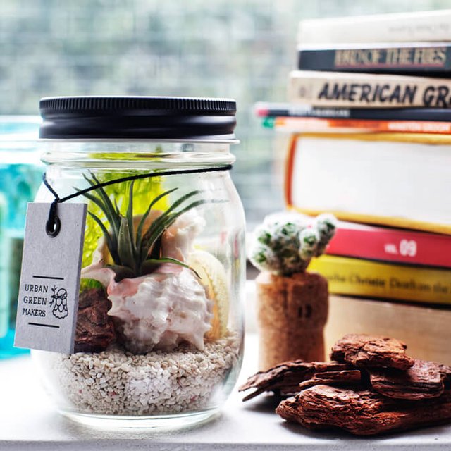 Glass Jar Terrarium Kit