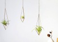 Himmeli Wall Sconce for Airplant Tillandsia