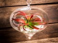 Hanging Teardrop Glass Terrarium