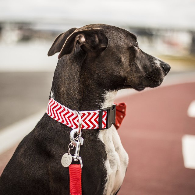 Strawberry Dog Collar