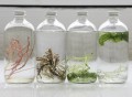 Sea Shore Cultured Algae Living Art Bottle