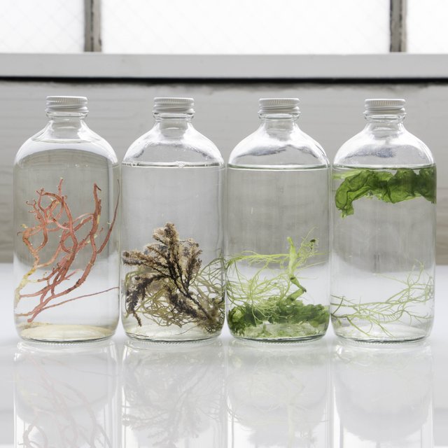 Sea Shore Cultured Algae Living Art Bottle