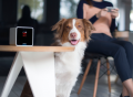 Petcube Interactive Wi-Fi Pet Camera