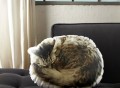 Sleeping Cat Pillow by In the Seam