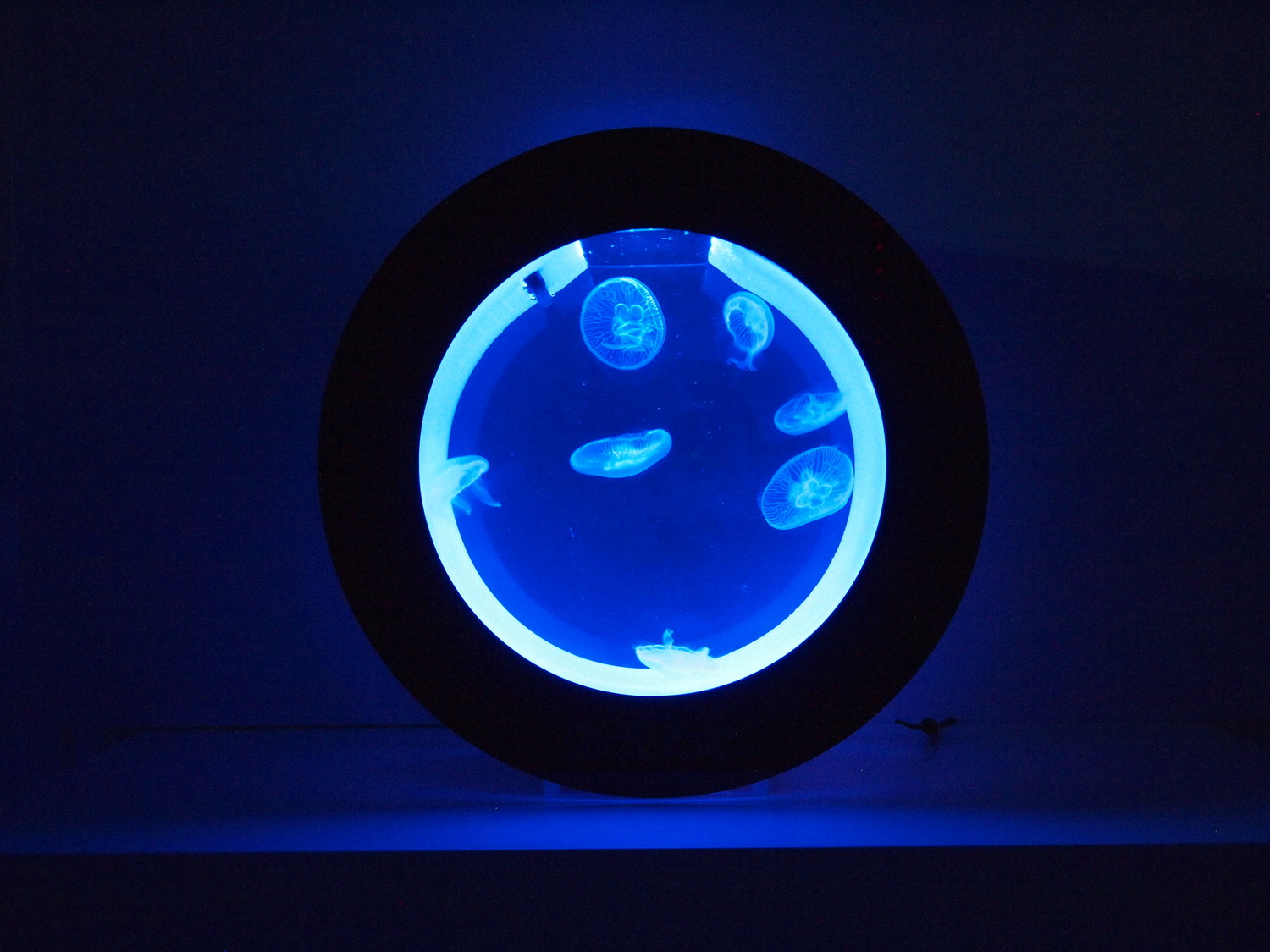 Orbit 20 Desktop Jellyfish Aquarium