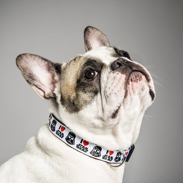 Sky Wagger Dog Collar