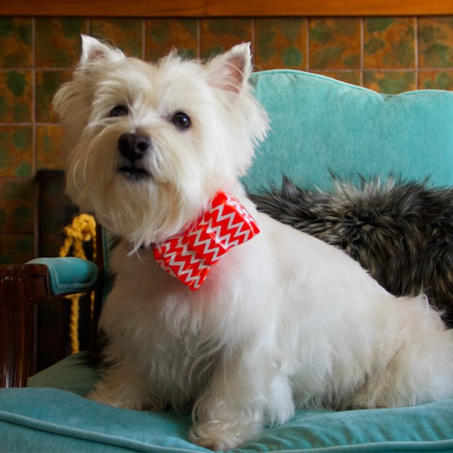 Bow Wow Tie Poop Bag Dispenser