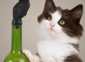 Stop Kitty! Wine Stopper
